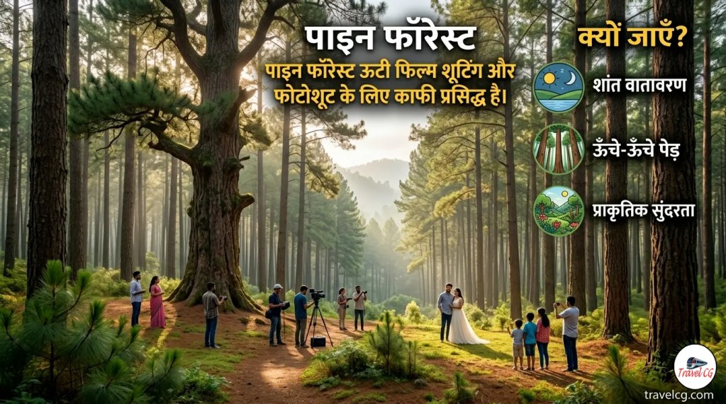 Pine Forest creating a peaceful natural atmosphere with scenic walking paths, misty surroundings, and a popular location for photography and movie shooting.
